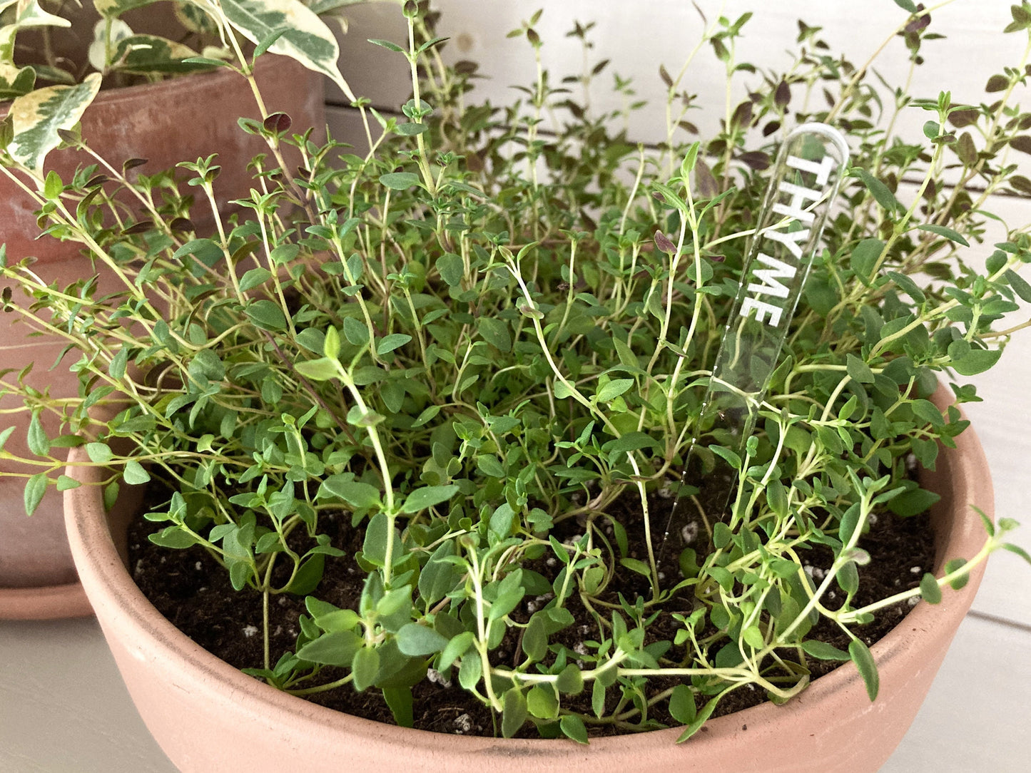 Custom Engraved Acrylic Plant Marker